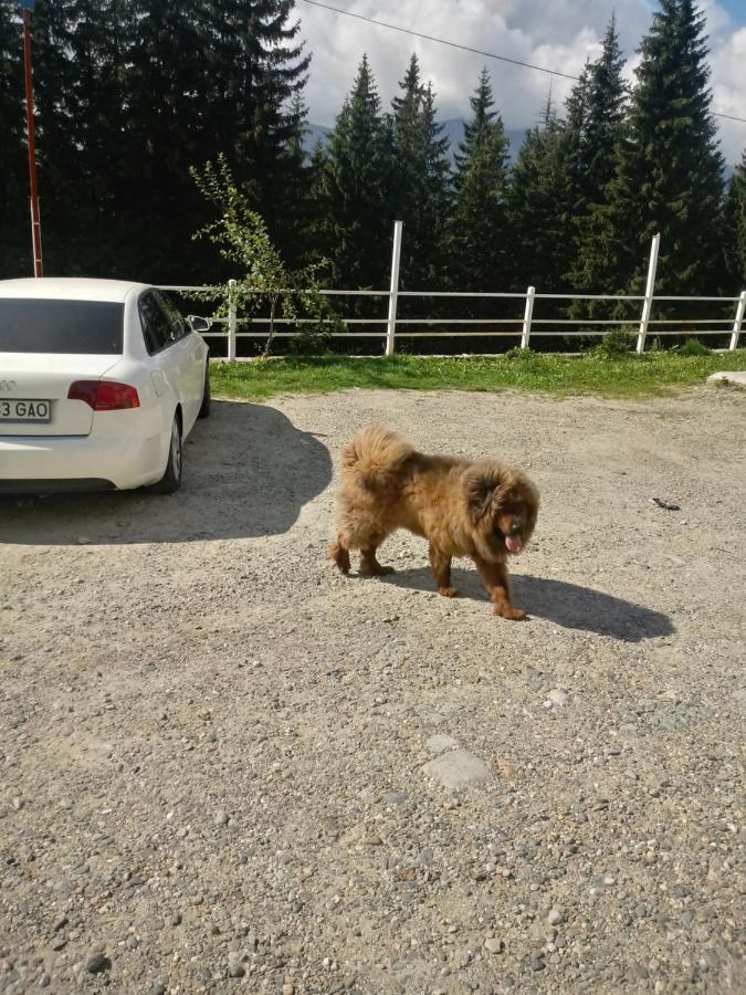 Hotel Cetina Rânca Exteriér fotografie